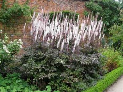 Alnwick Gardens Review by Suzanne Albinson