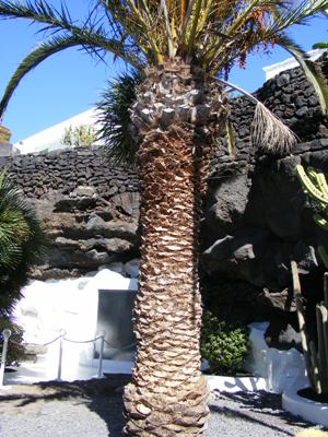 Cesar Manrique's Foundation - El Taro De Tahiche - Image 3