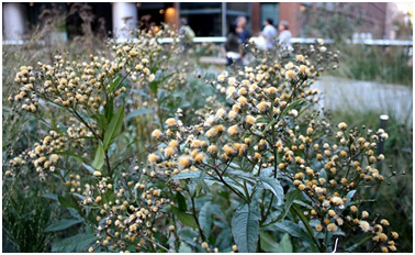 High Line - James Golden - 11