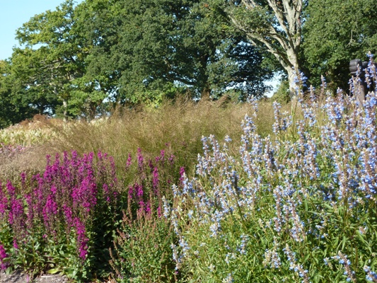 Sussex Prairie Garden 11 copyright Susan Wright Sussex Prairies, prairie gardens, prairie garden, Sussex gardens, sussex prairie garden, Sussex prairie gardens,Thinkingardens, think gardens, think in gardens, South Wales Garden, Welsh garden, Anne Wareham, Veddw, garden review