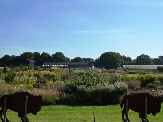 Sussex Prairie Garden 6 copyright Susan Wright Sussex Prairies, prairie gardens, prairie garden, Sussex gardens, sussex prairie garden, Sussex prairie gardens,Thinkingardens, think gardens, think in gardens, South Wales Garden, Welsh garden, Anne Wareham, Veddw, garden review