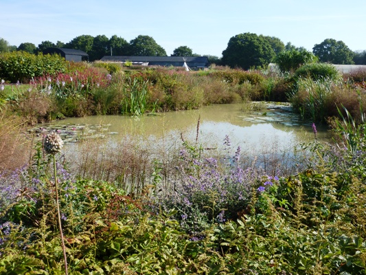 Sussex Prairie Garden Muddy Pond copyright Susan Wright Sussex Prairies, prairie gardens, prairie garden, Sussex gardens, sussex prairie garden, Sussex prairie gardens,Thinkingardens, think gardens, think in gardens, South Wales Garden, Welsh garden, Anne Wareham, Veddw, garden review