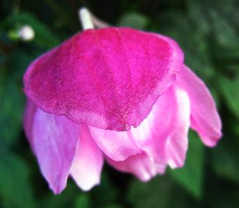 Japanese anemone copyright Anne Wareham