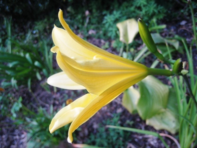a flower copyright Anne Wareham a flower copyright Anne Wareham