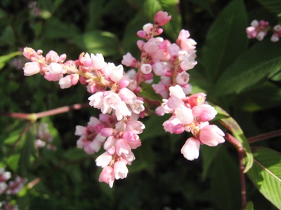 flower copyright Anne Wareham
