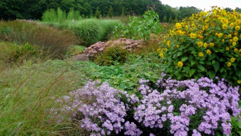 Sussex Prairie Garden 4 copyright Darryl Moore Sussex Prairie Garden 4 copyright Darryl Moore