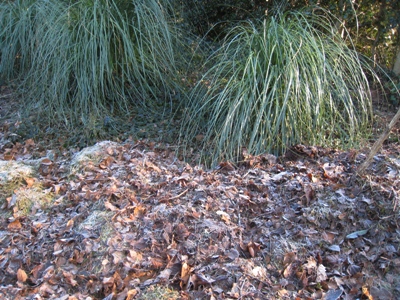 Mulch 1 copyright Anne Wareham