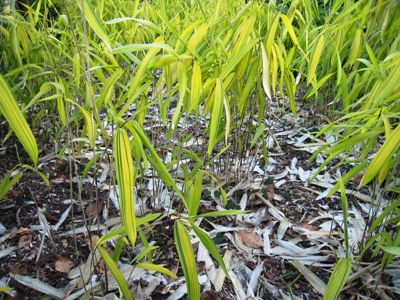 Mulched copyright Anne Wareham