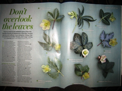 The Garden copyright Anne Wareham The Garden copyright Anne Wareham