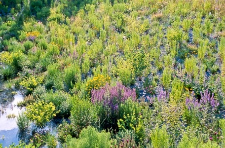 Image2 Park Planting, Germany copyright Michael King Image2 Park Planting, Germany copyright Michael King