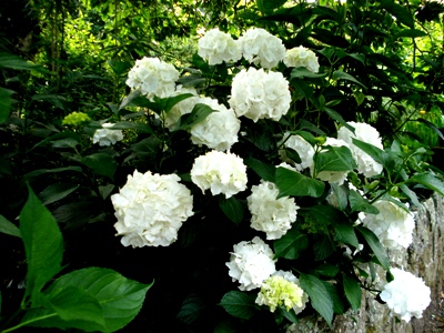 Hydrangea Immaculata copyright Abbie Jury Hydrangea Immaculata copyright Abbie Jury for thinkingardens, editor Anne Wareham, Veddw,