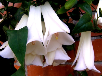 Lapageria alba copyright Abbie Jury for thinkingardens, editor Anne Wareham, Veddw, South Wales Garden, Welsh garden, Monmouthshire Lapageria alba copyright Abbie Jury
