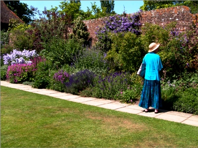 purple border copyright Abbie Jury purple border copyright Abbie Jury for thinkingardens, editor Anne Wareham, Veddw, South Wales garden, Welsh gardens.